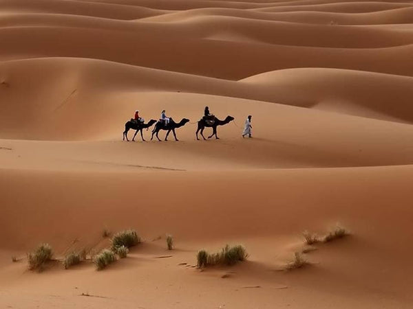 Camel: Field Presence as well as in art and leather industry