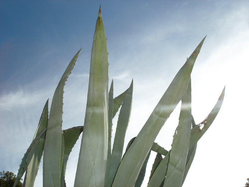 Sabra Cactus Silk